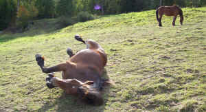 100_0211rullar.jpg (145373 byte)